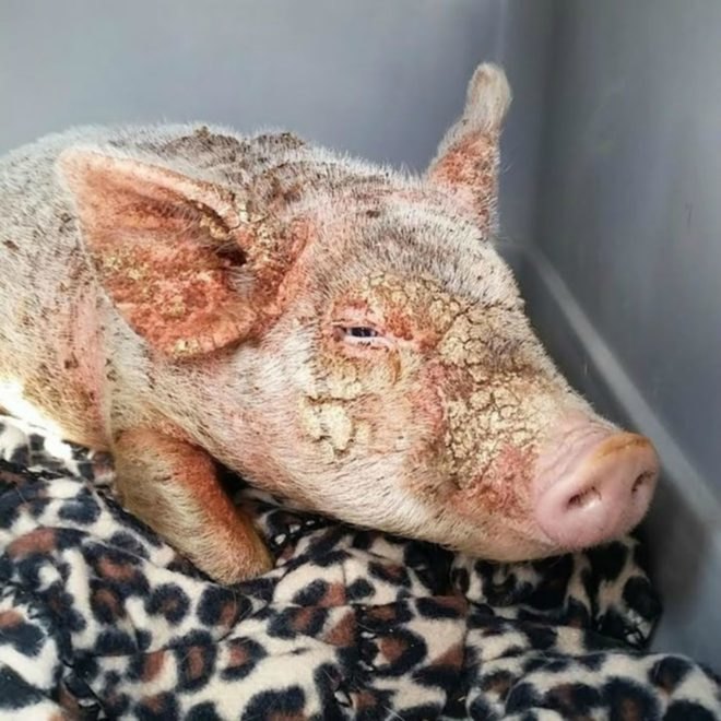 Cherry Blossom, Sale Ranch Sanctuary, animal welfare, animal cruelty, The Dodo, abuse, transformation, piglet
