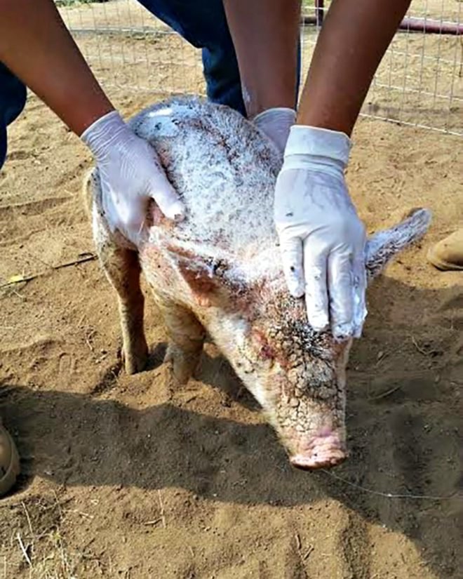 Cherry Blossom, Sale Ranch Sanctuary, animal welfare, animal cruelty, The Dodo, abuse, transformation, piglet