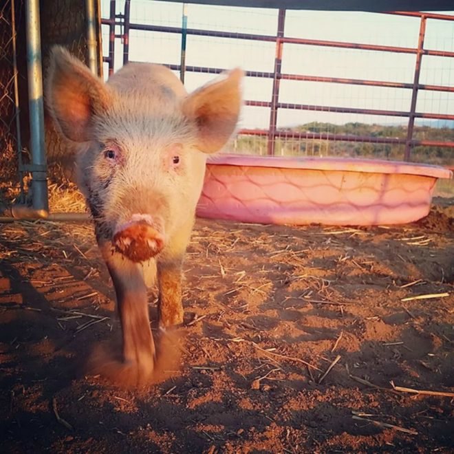 Cherry Blossom, Sale Ranch Sanctuary, animal welfare, animal cruelty, The Dodo, abuse, transformation, piglet