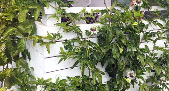 DIY trellis, Notcot trellis, trellis, wooden bench, Jean Aw, Shawn Sims, DIY projects, wooden structure, vines, multifunctional space, outdoor furniture