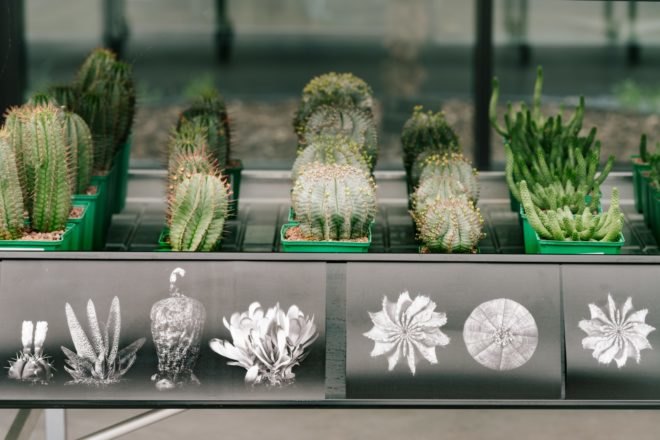 GarciaGerman Arquitectos, Madrid cactus park, desert city, desert city madrid, garden, Cacti greenhouse, Cacti park, madrid parks, madrid parks, madrid desert city, cactus gardens europe, public green space, urban gardens, spain cactus park, cactus greenhouse, park design, landscape archictecture, sustainable parks, green design, sustainable design, sustainable urban design
