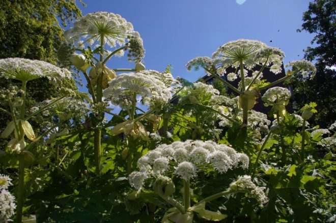 giant hogweed, toxic plants, invasive species, pollinators
