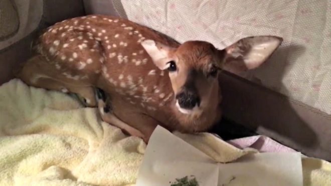 wildlife, golden retriever, rescue, baby deer, Strong Island Animal Rescue Team, conservation,