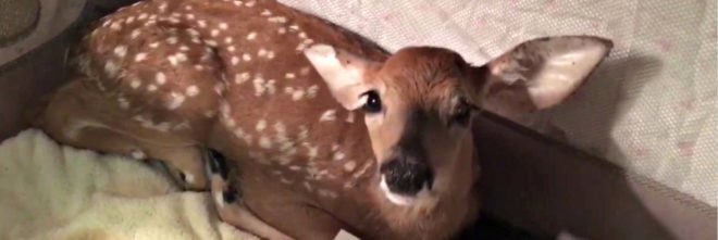 wildlife, golden retriever, rescue, baby deer, Strong Island Animal Rescue Team, conservation,