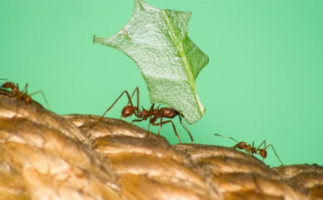 superorganism, leafcutter ants, nature, insects, photos