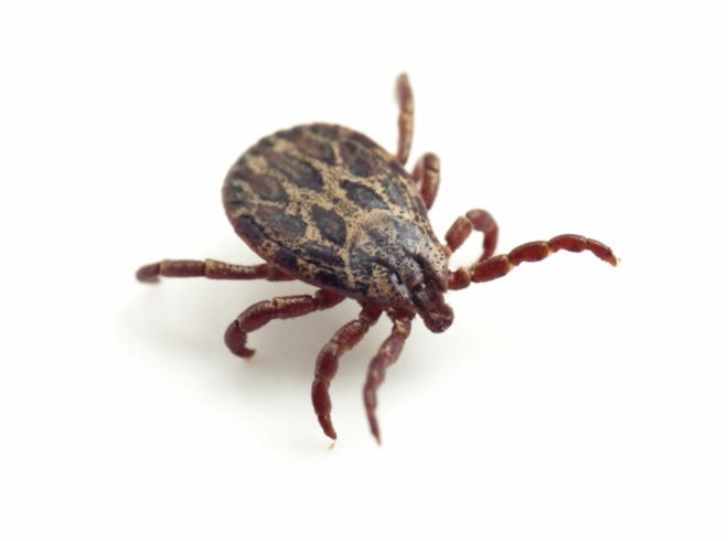 University of Massachusetts Medical School, UMass Medical School, UMass, shot, shots, medicine, health, Lyme, Lyme disease, disease, diseases, tick, ticks, deer tick, deer ticks