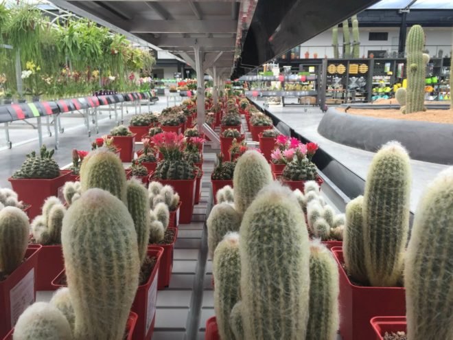 GarciaGerman Arquitectos, Madrid cactus park, desert city, desert city madrid, garden, Cacti greenhouse, Cacti park, madrid parks, madrid parks, madrid desert city, cactus gardens europe, public green space, urban gardens, spain cactus park, cactus greenhouse, park design, landscape archictecture, sustainable parks, green design, sustainable design, sustainable urban design