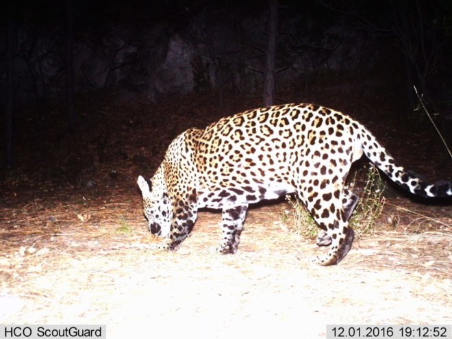 national wildlife refuge, wildlife refuge, Trump wall, Trump border wall, Trump destroying wildlife, wildlife, protecting wildlife, Santa Ana Wildlife Refuge, Santa Ana national wildlife refuge, animals, Trump, Trump border policy, Trump wall