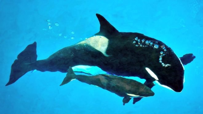 SeaWorld, killer whale, orca, Kyara, San Antonio, Texas, 3 months old, captivity, wildlife