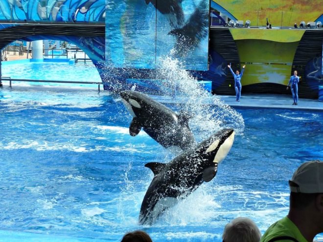 SeaWorld, killer whale, orca, Kyara, San Antonio, Texas, 3 months old, captivity, wildlife