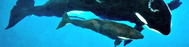 SeaWorld, killer whale, orca, Kyara, San Antonio, Texas, 3 months old, captivity, wildlife