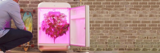 Seedolab, Seed hydroponic system, home hydroponic growing systems, Seedo app, Seedo app growing system, Seedo home garden system, home gardens, home planting, hydroponic gardens, hydroponic systems, home gardening systems, hydroponic gardens, urban gardening,