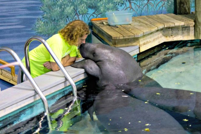 Manatee, Snooty, dead, 69, South Florida Museum