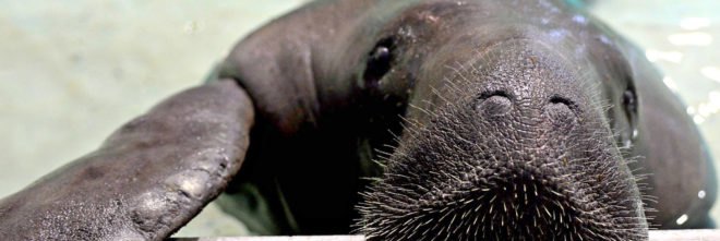Manatee, Snooty, South Florida Museum, animals, wildlife, manatees