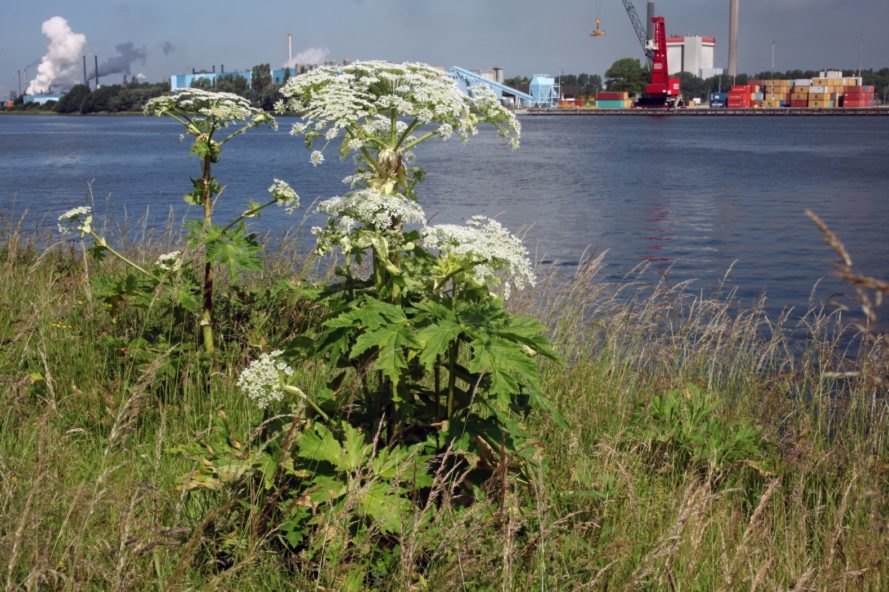 giant hogweed, invasive species, toxic plants