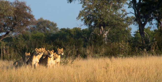 Cecil the lion, Xanda, Xanda the lion, lion, lions, animal, animals, Zimbabwe, Hwange National Park, Lions of Hwange National Park, trophy hunting, trophy hunt, Richard Cooke, hunting, wildlife