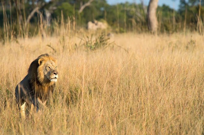 Cecil the lion, Xanda, Xanda the lion, lion, lions, animal, animals, Zimbabwe, Hwange National Park, Lions of Hwange National Park, trophy hunting, trophy hunt, Richard Cooke, hunting, wildlife
