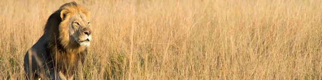 Cecil the lion, Xanda, Xanda the lion, lion, lions, animal, animals, Zimbabwe, Hwange National Park, Lions of Hwange National Park, trophy hunting, trophy hunt, Richard Cooke, hunting, wildlife