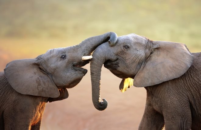 elephants, superorganisms, baby elephants, photo, nature, animals