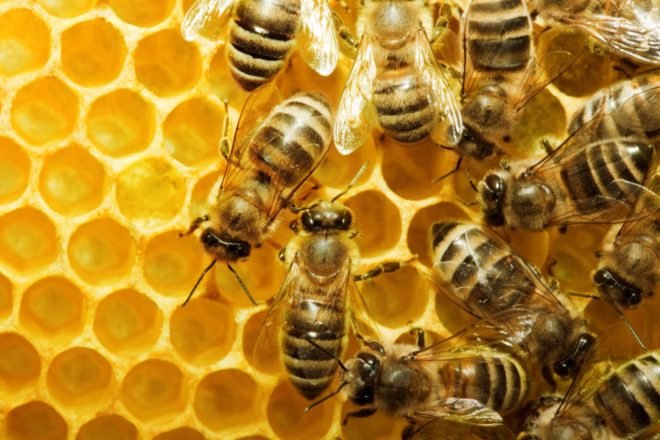 bees, honeycells, biomimicry, superorganisms