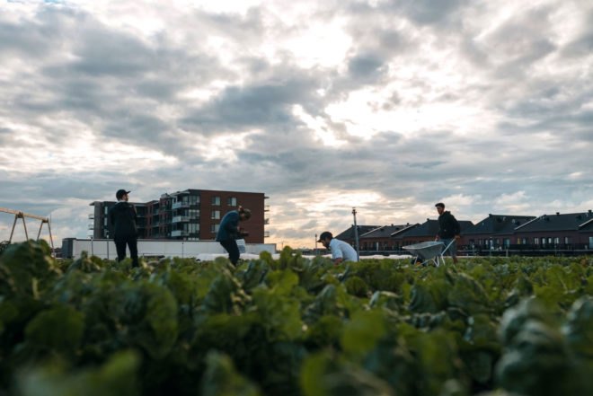 IGA Extra Family Duchemin, Montreal, Canada, green roofs, local food, rooftop gardens, LEED