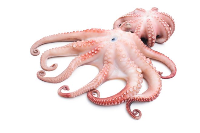 superorganism, marine creatures, octopus, superorganism