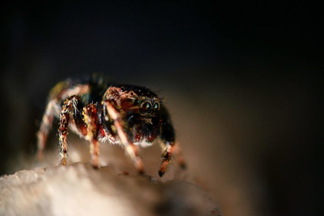 Insect, parasites, spider, macro, photo, nature