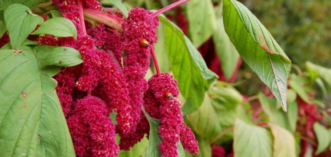 amaranth, amaranthus, callaloo, amaranth seeds