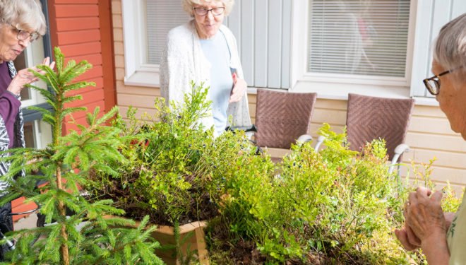 Bilberry Pad, modular planters, Mieluisa, green planters, green design, Finland, Siberian larch