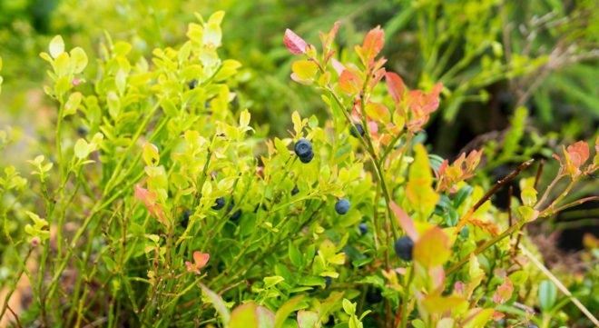 Bilberry Pad, modular planters, Mieluisa, green planters, green design, Finland, Siberian larch
