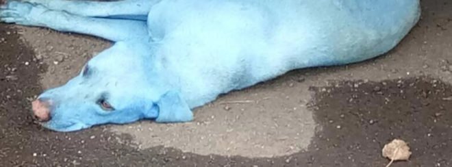 Navi Mumbai Animal Protection Cell, Arati Chauhan, environmental pollution, blue dogs, blue dogs Mumbai, Navi Mumbai stray dogs, stray dogs, animal welfare, animal pollution, river pollution