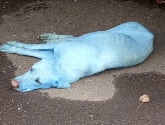 Navi Mumbai Animal Protection Cell, Arati Chauhan, environmental pollution, blue dogs, blue dogs Mumbai, Navi Mumbai stray dogs, stray dogs, animal welfare, animal pollution, river pollution
