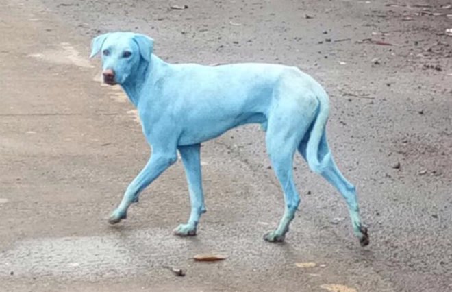 Navi Mumbai Animal Protection Cell, Arati Chauhan, environmental pollution, blue dogs, blue dogs Mumbai, Navi Mumbai stray dogs, stray dogs, animal welfare, animal pollution, river pollution