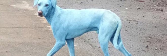 Navi Mumbai Animal Protection Cell, Arati Chauhan, environmental pollution, blue dogs, blue dogs Mumbai, Navi Mumbai stray dogs, stray dogs, animal welfare, animal pollution, river pollution