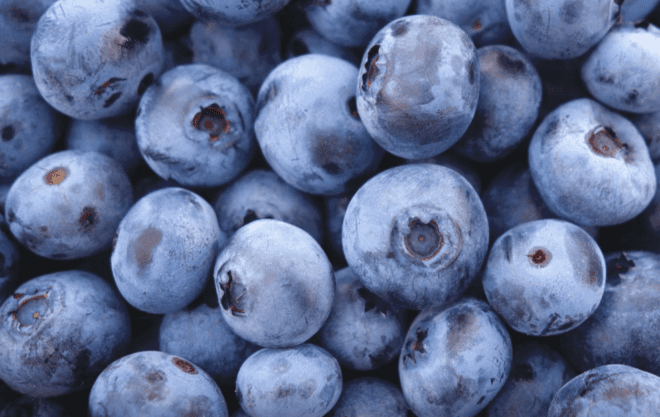 blueberries, blueberry dye, dyeing with blueberries