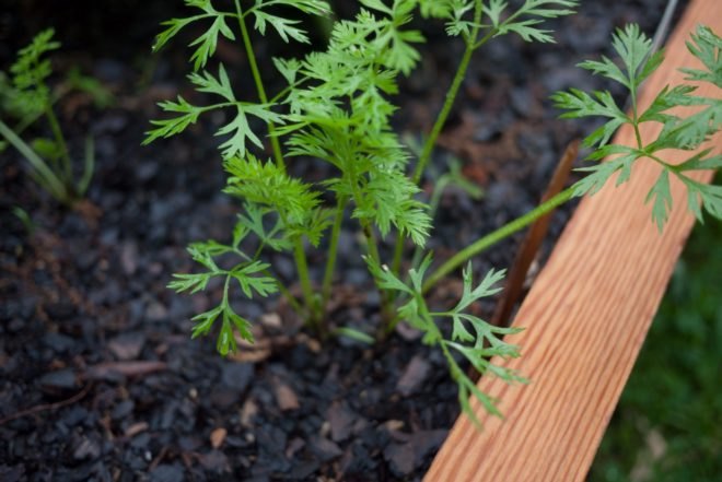 carrot, growing carrots, soil