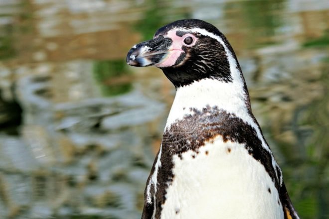 Chile, The Dominga Project, mining, ecological destruction, environment, Humboldt penguin, nature reserve, habitat, mining,