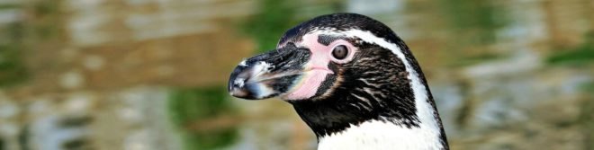Chile, The Dominga Project, mining, ecological destruction, environment, Humboldt penguin, nature reserve, habitat, mining,