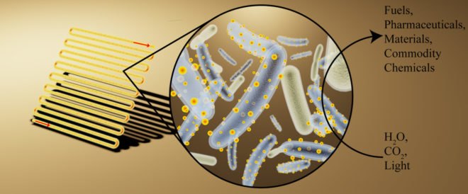 University of California Berkeley, Peidong Yang Group, bacteria, bacterium, cyborg bacteria, photosynthesis, solar panel, solar panels, cadmium, fuel, fuels, clean fuel, clean fuels, green fuel, green fuels, plastics, pharmaceuticals, carbon dioxide, light, sunlight, water, science, chemistry