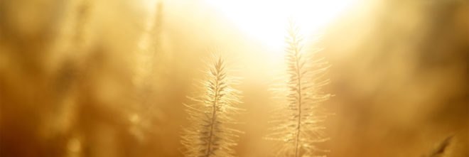 University of California Berkeley, Peidong Yang Group, bacteria, bacterium, cyborg bacteria, photosynthesis, solar panel, solar panels, cadmium, fuel, fuels, clean fuel, clean fuels, green fuel, green fuels, plastics, pharmaceuticals, carbon dioxide, light, sunlight, water, science, chemistry
