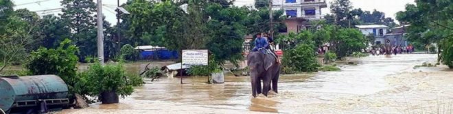 Chitwan National Park, elephants, flooding, India, death toll, climate change, global warming, natural disaster, tourists, foreigners,