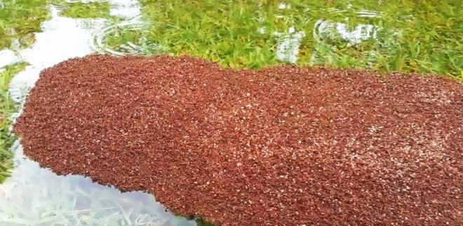 Fire ants, fire ant, ant, ants, insect, insects, nature, raft, rafts, floating, flood, floodwaters, Harvey, Hurricane Harvey, Tropical Storm Harvey, Texas, Houston