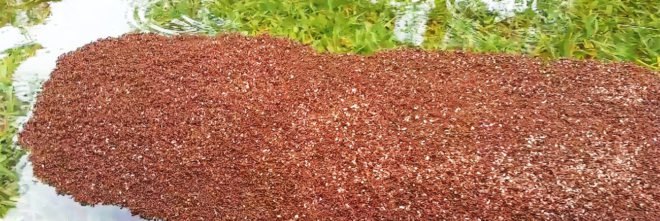 Fire ants, fire ant, ant, ants, insect, insects, nature, raft, rafts, floating, flood, floodwaters, Harvey, Hurricane Harvey, Tropical Storm Harvey, Texas, Houston