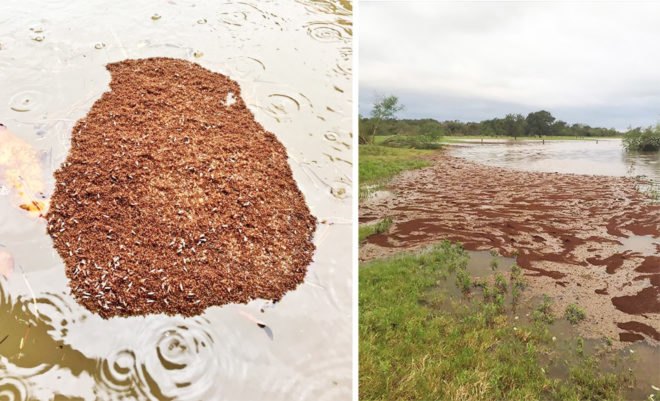 Fire ants, fire ant, ant, ants, insect, insects, nature, raft, rafts, floating, flood, floodwaters, Harvey, Hurricane Harvey, Tropical Storm Harvey, Texas, Houston