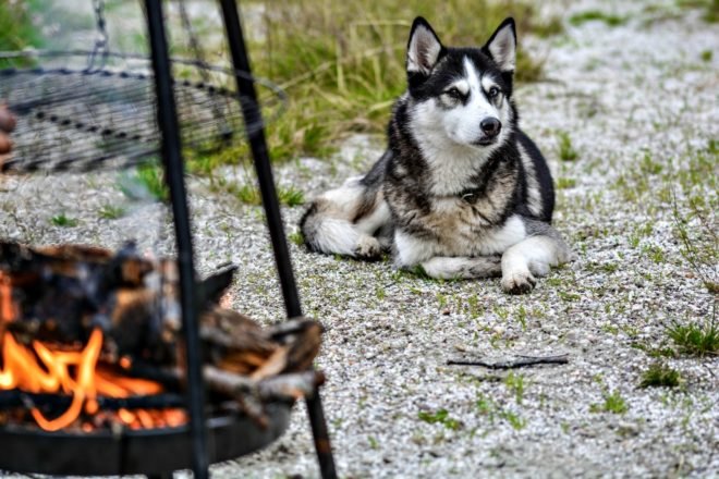 Game of Thrones, Huskies, abandonment, animal cruelty, animal welfare, popular culture,
