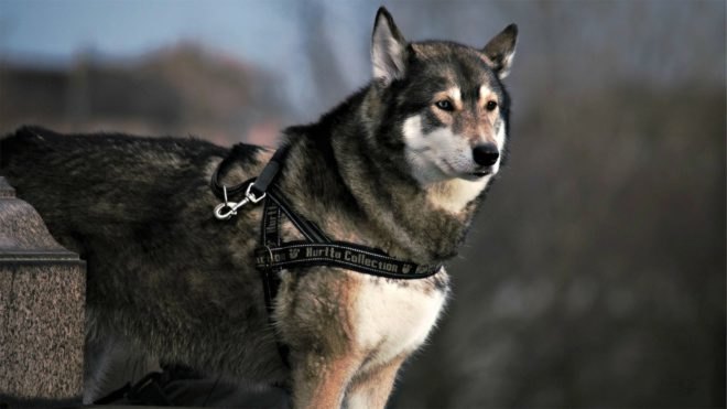 Game of Thrones, Huskies, abandonment, animal cruelty, animal welfare, popular culture,