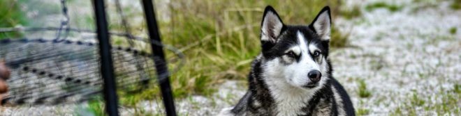 Game of Thrones, Huskies, abandonment, animal cruelty, animal welfare, popular culture,
