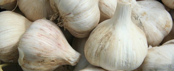 garlic, garlic bulbs, garlic cloves, raw garlic