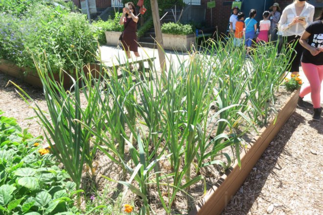 GrowNYC Teaching Garden, GrowNYC garden, GrowNYC urban farm, Governors Island Teaching Garden, Teaching Garden New York City, NYC urban farming, NYC community garden, Governors Island urban farm, Governors Island community garden, field trip urban farm niece, Earth Matter compost, organic garden NYC, aquaponics NYC, solar powered aquaponics