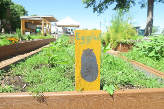 GrowNYC Teaching Garden, GrowNYC garden, GrowNYC urban farm, Governors Island Teaching Garden, Teaching Garden New York City, NYC urban farming, NYC community garden, Governors Island urban farm, Governors Island community garden, field trip urban farm niece, Earth Matter compost, organic garden NYC, aquaponics NYC, solar powered aquaponics